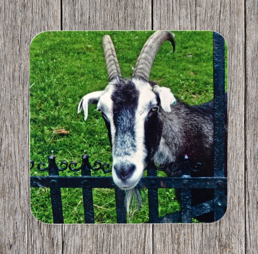Seconds Sale. End of line product. Coasters. Friendly Goat at a gate. 