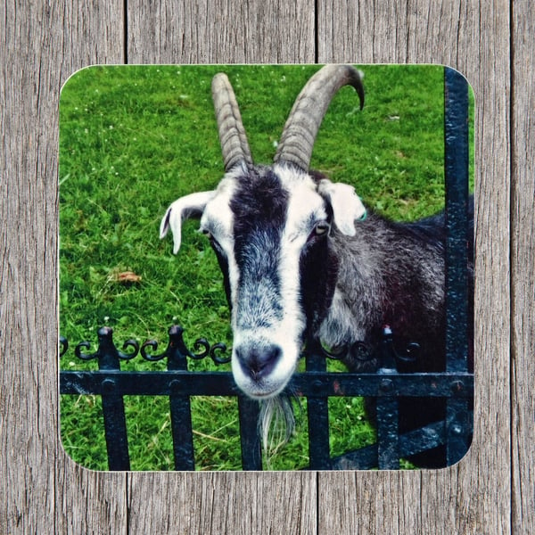 Seconds Sale. End of line product. Coasters. Friendly Goat at a gate. 