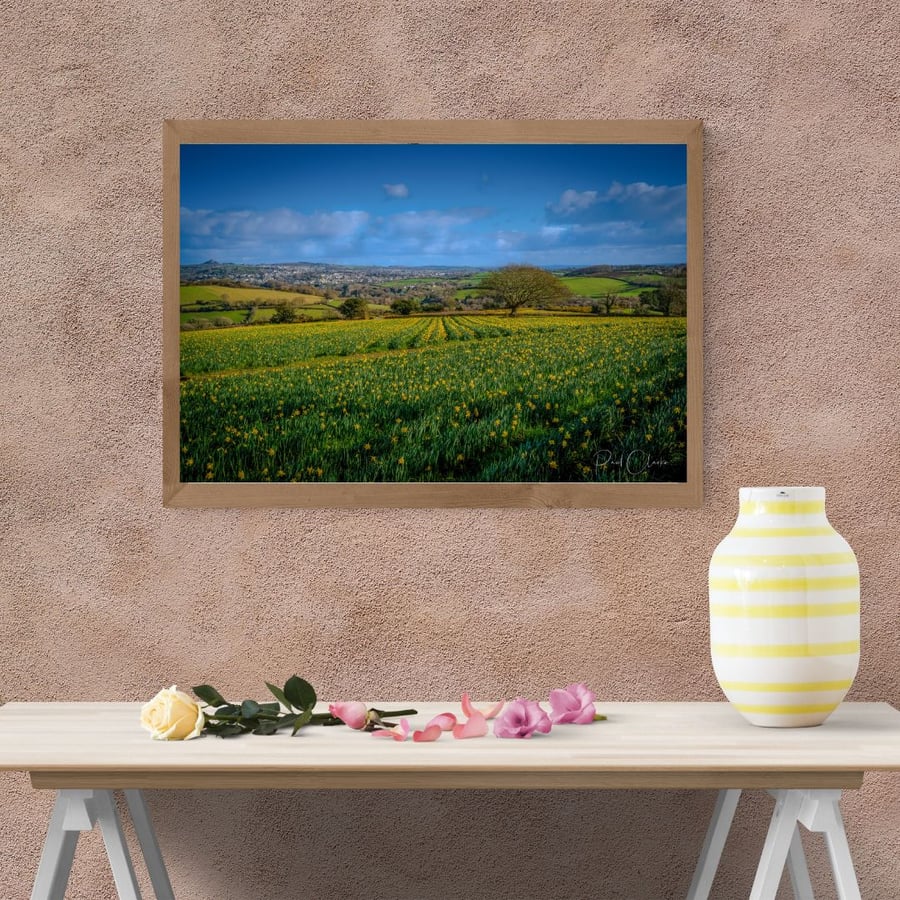 Daffodil Fields Levalsa Meor with views towards St Austell in Cornwall.