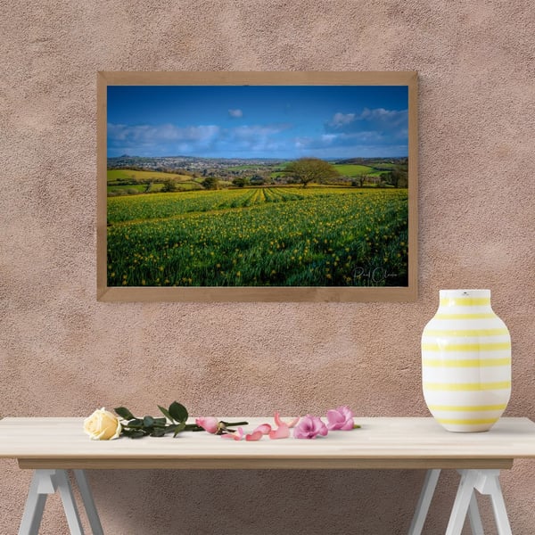 Daffodil Fields Levalsa Meor with views towards St Austell in Cornwall.