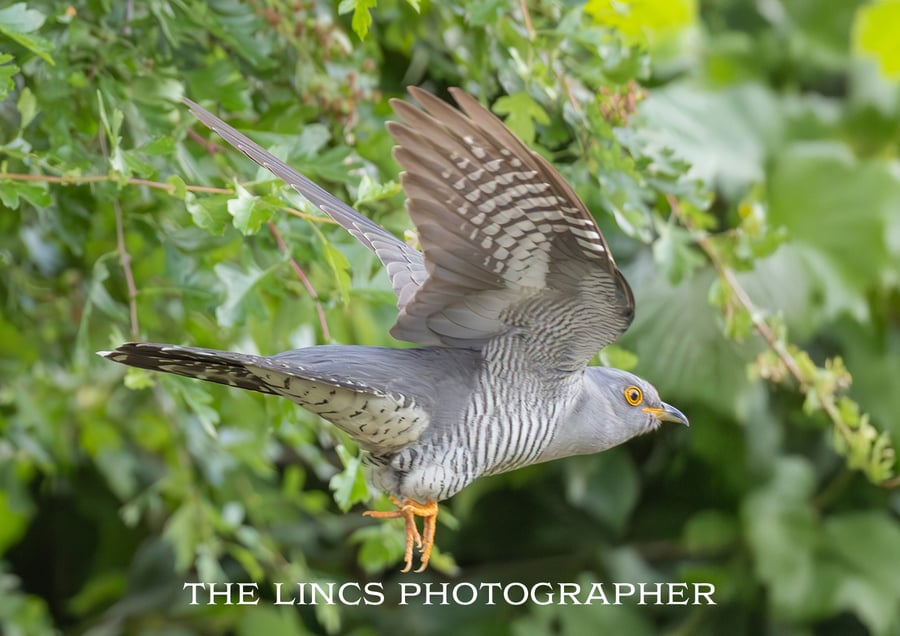 Cuckoo in flight print (Limited edition of 10)