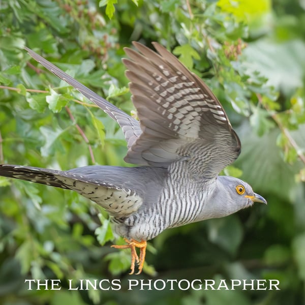 Cuckoo in flight print (Limited edition of 10)