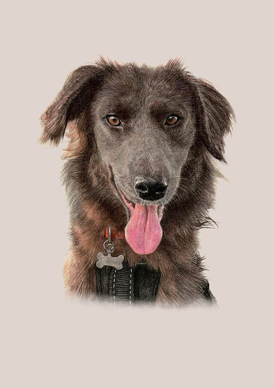 Pet Portrait