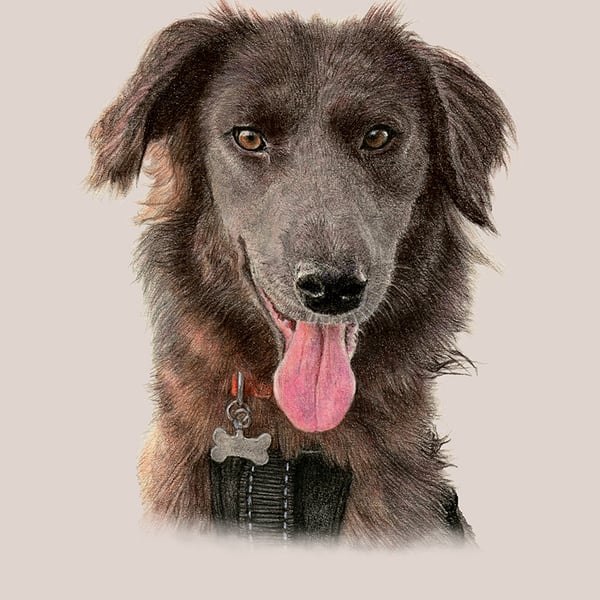 Pet Portrait