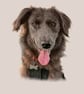 Pet Portrait - Image 1