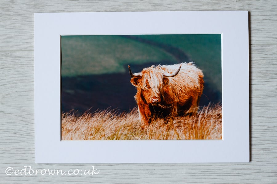 Highland cow photographic print