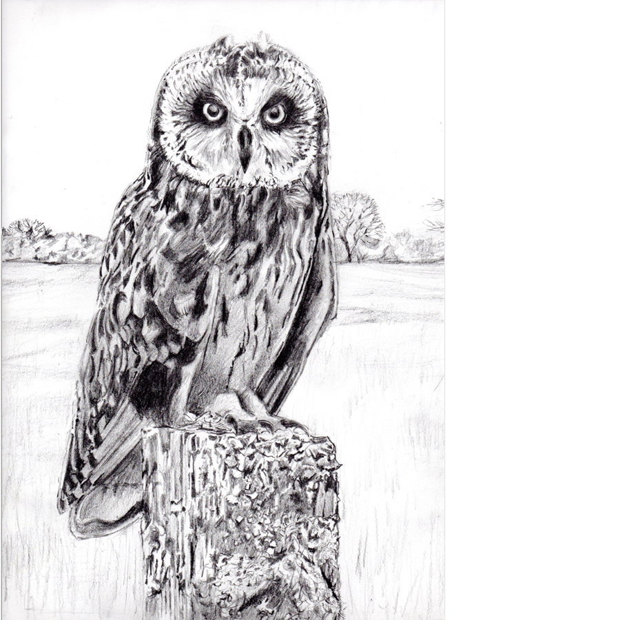 Short Eared Owl. Original pencil drawing.