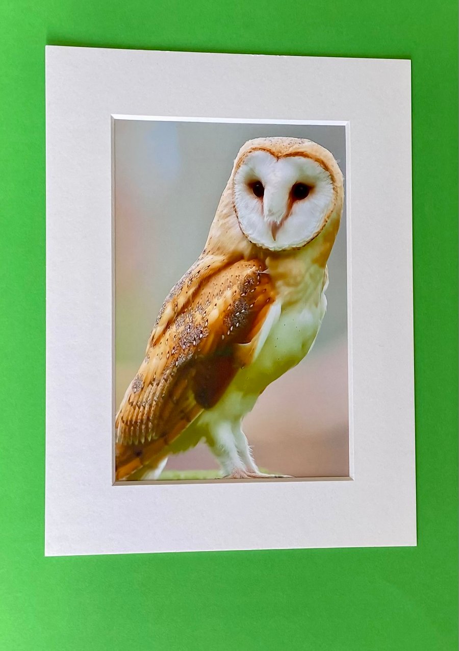 Barn Owl on Lookout - Photograph with White Mount and Backing Board