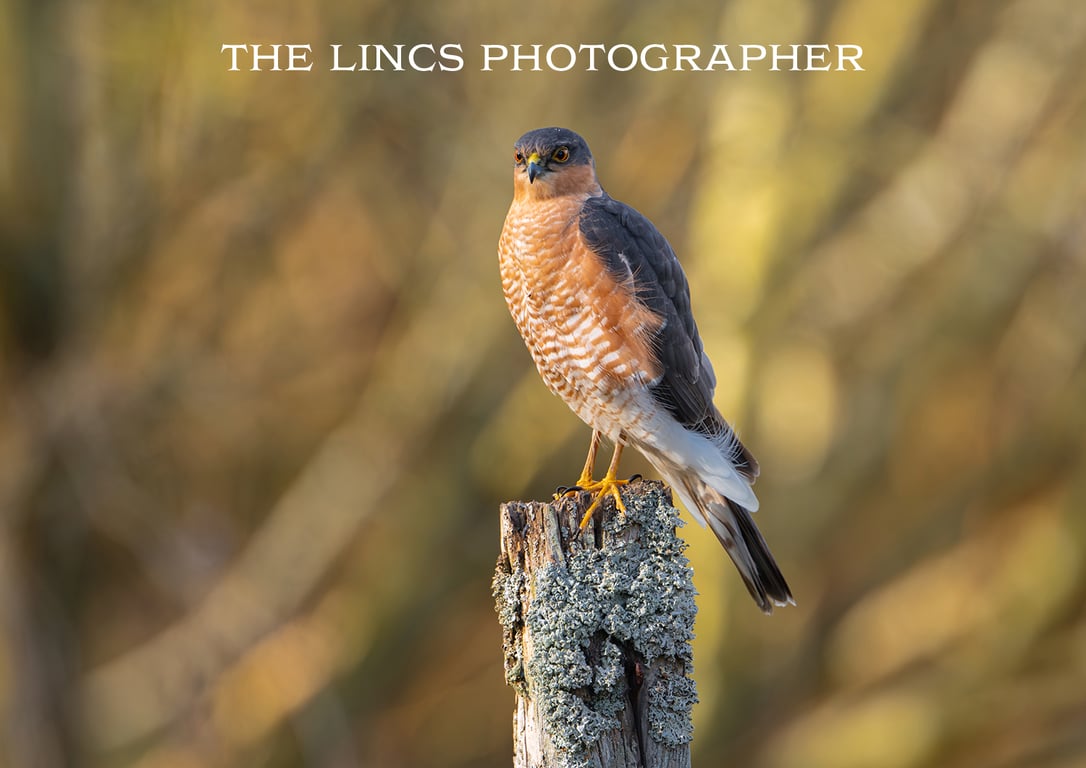 Male Sparrowhawk print (Limited edition of 10)
