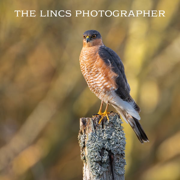 Male Sparrowhawk print (Limited edition of 10)