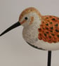 Summer dunlin duo - Image 2