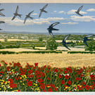 Summer Swifts
