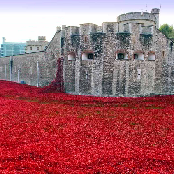 Tower Of London Poppies Red Poppy Photograph Print