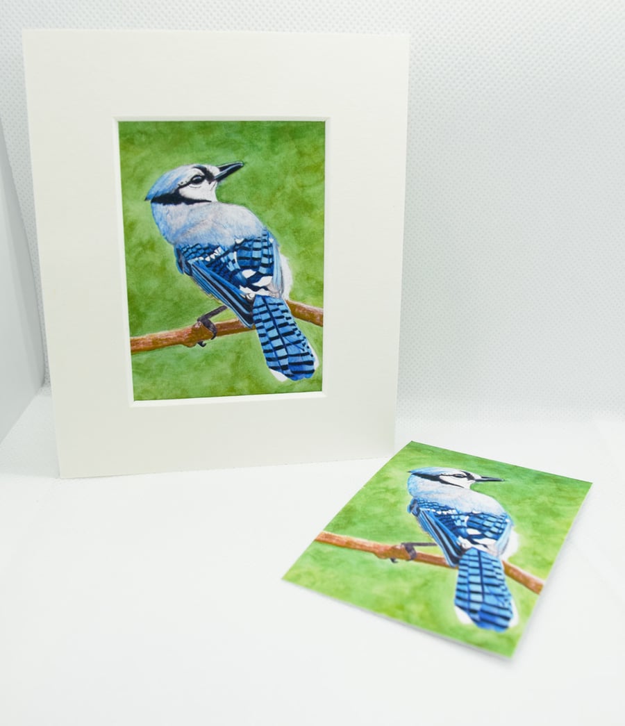 Blue Jay ACEO Giclee Art Print Bird ACEO Art Card Artist Trading Card 