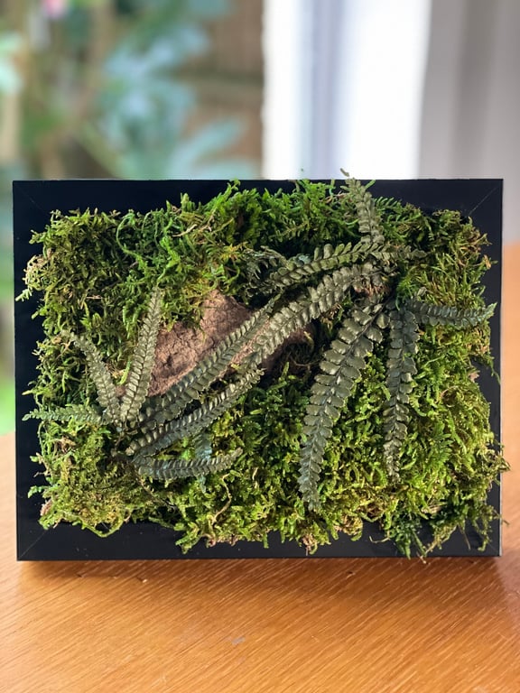 Framed Forest Vignette