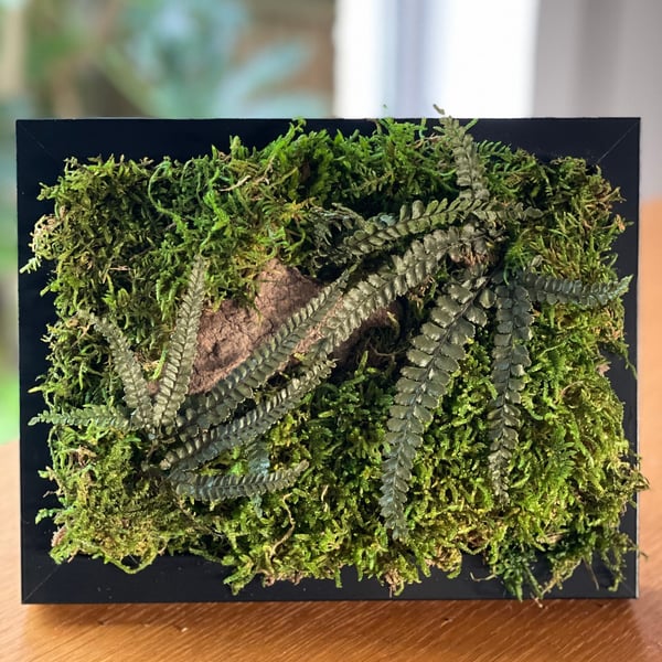 Framed Forest Vignette