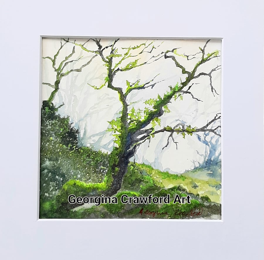Watercolour Painting. Wistman's Wood, Devon. A Magical Place. Oak Trees. Nature