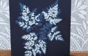 Cyanotype Gift Collection
