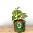 Ceramic green bulb or flower planter