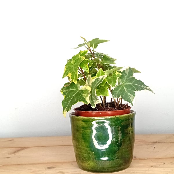 Ceramic green bulb or flower planter