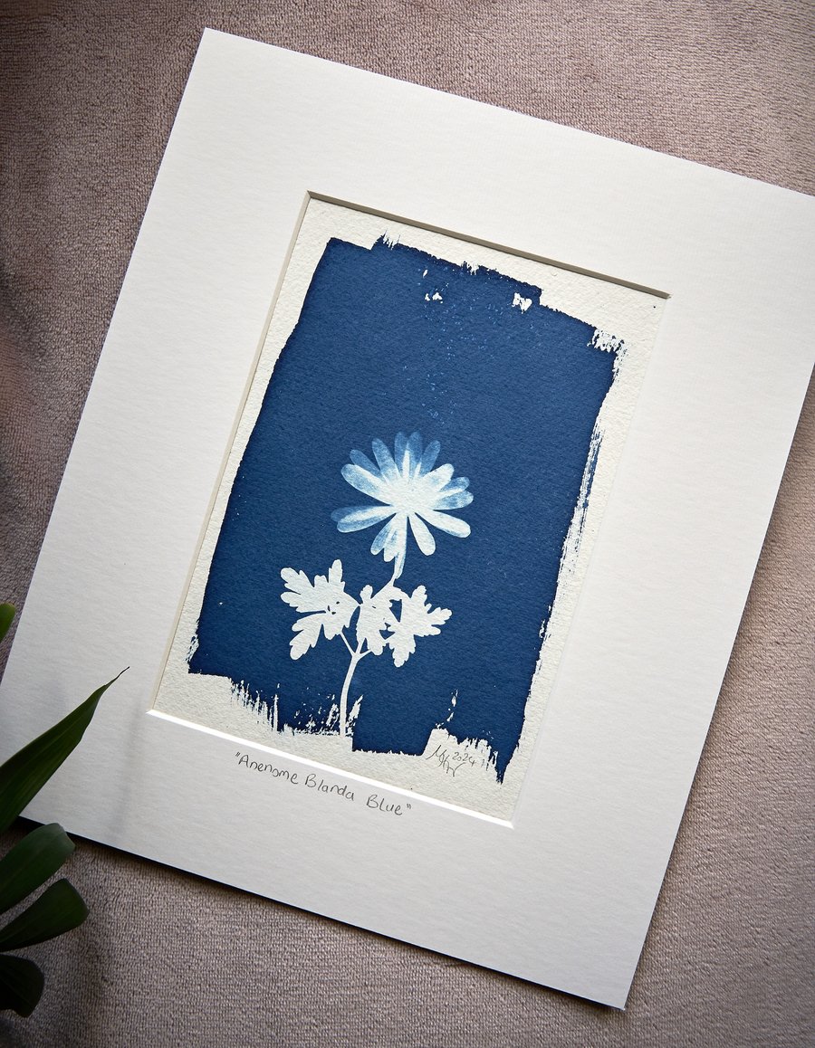 cyanotype print: "Anemone Blanda Blue". Original, mounted ready to frame