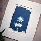 cyanotype print: "Anemone Blanda Blue". Original, mounted ready to frame