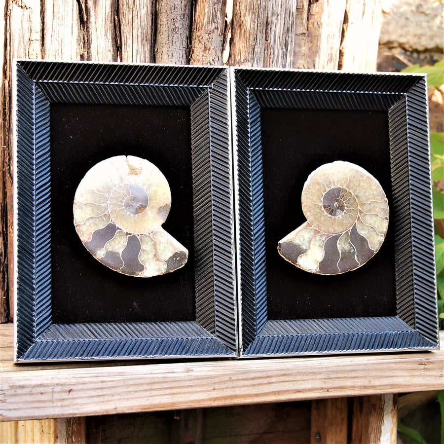Pair of polished ammonites