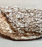 Hedgehog - Image 2