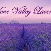 Nene Valley Lavender