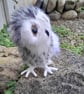 Snowy Owl, Dotpebblesknits Design - Image 10