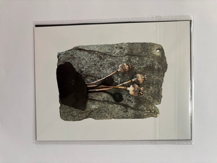 Poppy & Rose Seed Heads on Slate