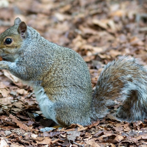 Grey squirrel and nut print