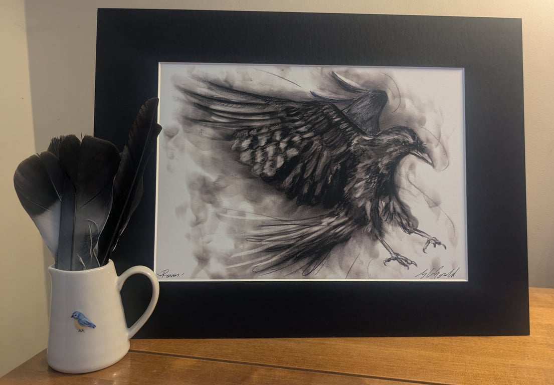 Raven in Flight 2 - an A3 or A4 signed print of an original drawing