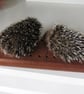 Two Little Hedgehogs - Image 3