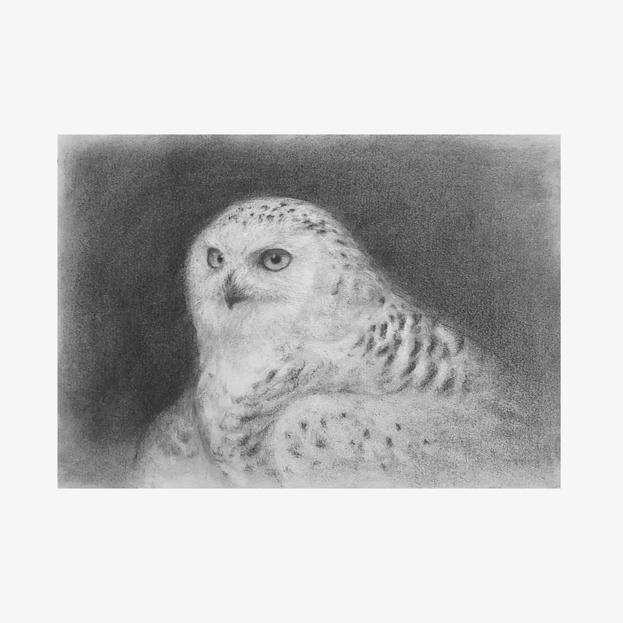 Owl Original Charcoal Drawing - Snowy Owl Wall Art - Animal Artwork 