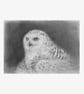 Owl Original Charcoal Drawing - Snowy Owl Wall Art - Animal Artwork 