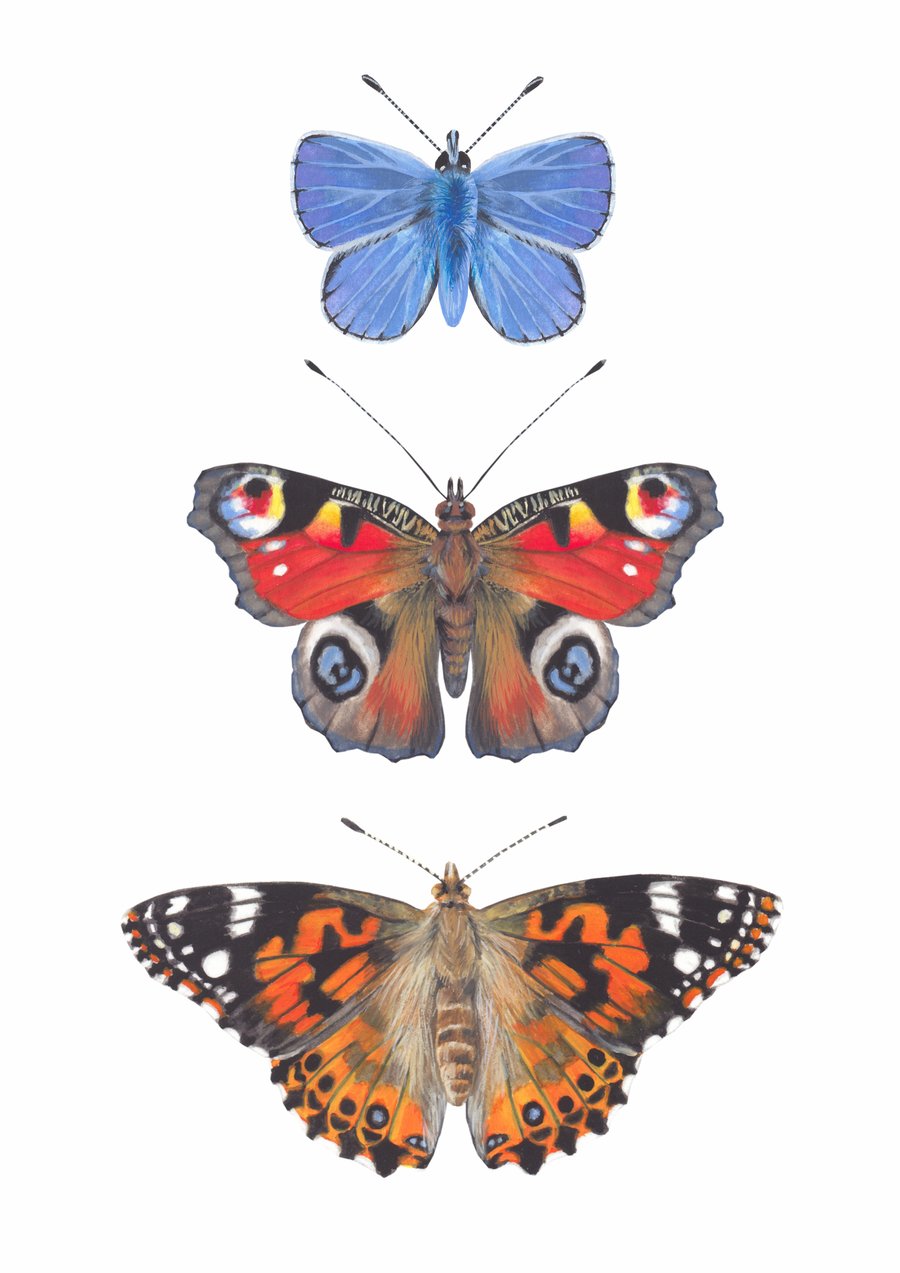 Butterfly Collection A5 Digital Print