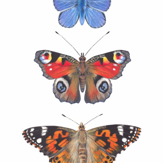 Butterfly Collection A5 Digital Print