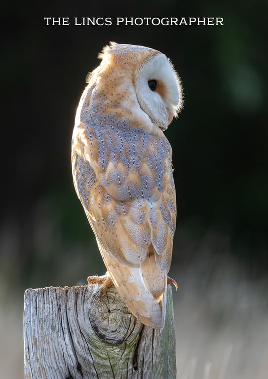 Barn Owl print (Limited edition of 10)