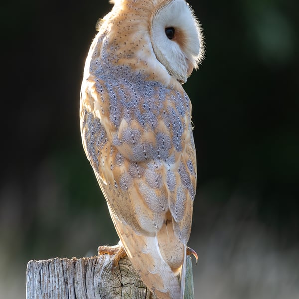 Barn Owl print (Limited edition of 10)