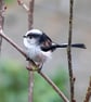 Long-Tailed Tit Blank Photo Card  - Image 2