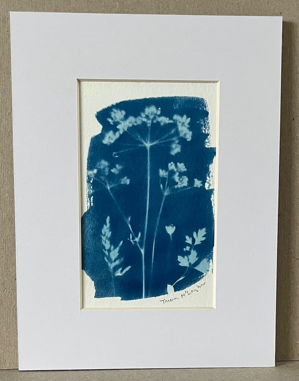 Original ready-mounted cyanotype print of meadow plants