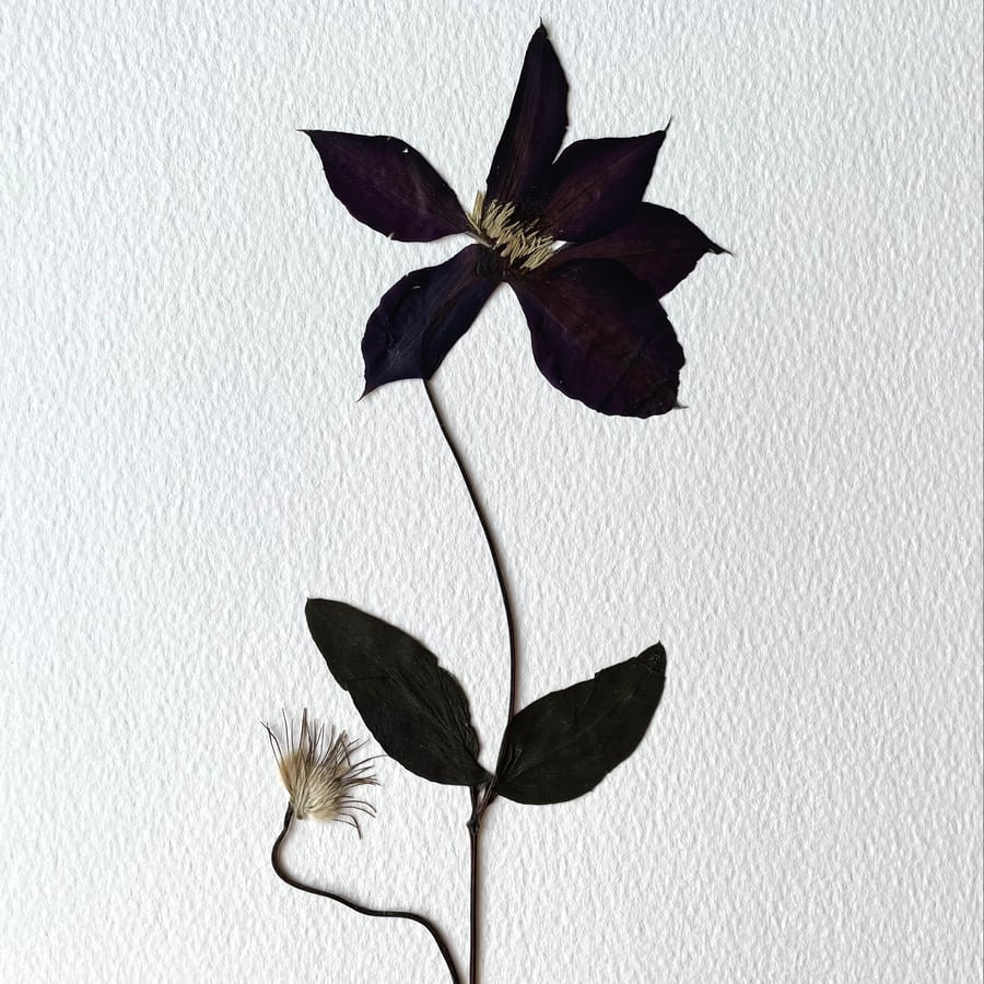 Clematis Real Pressed Flower Herbarium Art