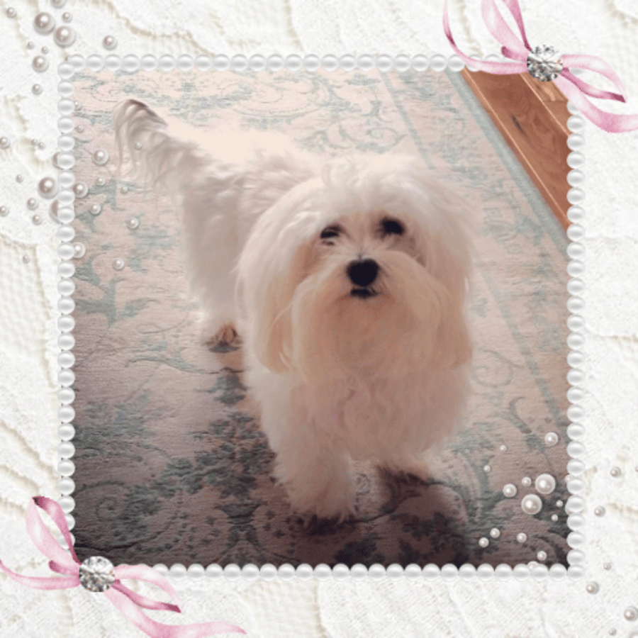 Gracie's Place