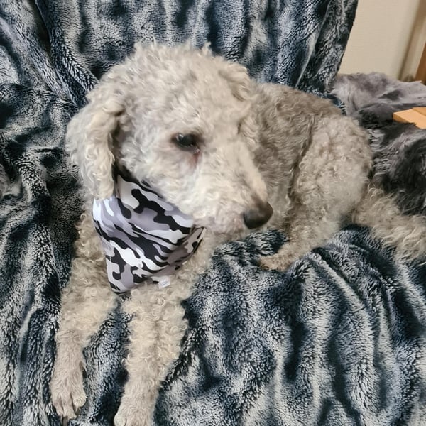 Scrunchie Dog Bandana Grey Camo Cotton Pet Accessory Scarf