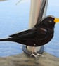 Blackbird fused glass bird-made to order - garden birds - british birds - fused 