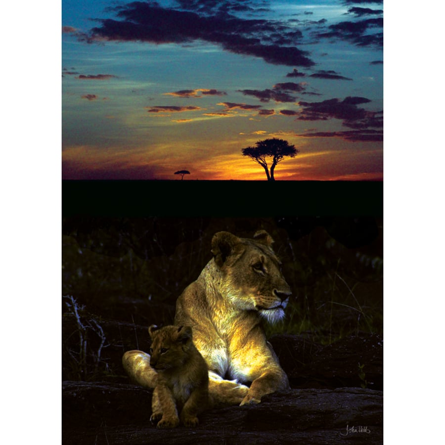12 - SUNSET LIONS A3 POSTER