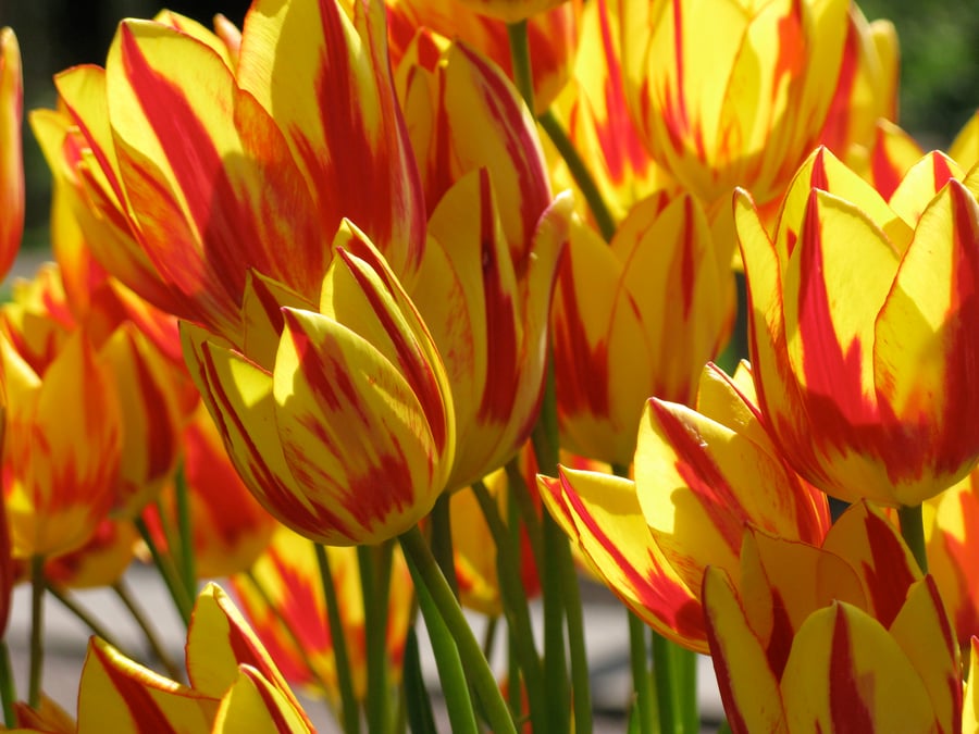 TULIP FIRE