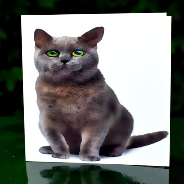 Grey Cat Birthday Card 