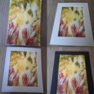 Autumnal woodland colour frenzy 